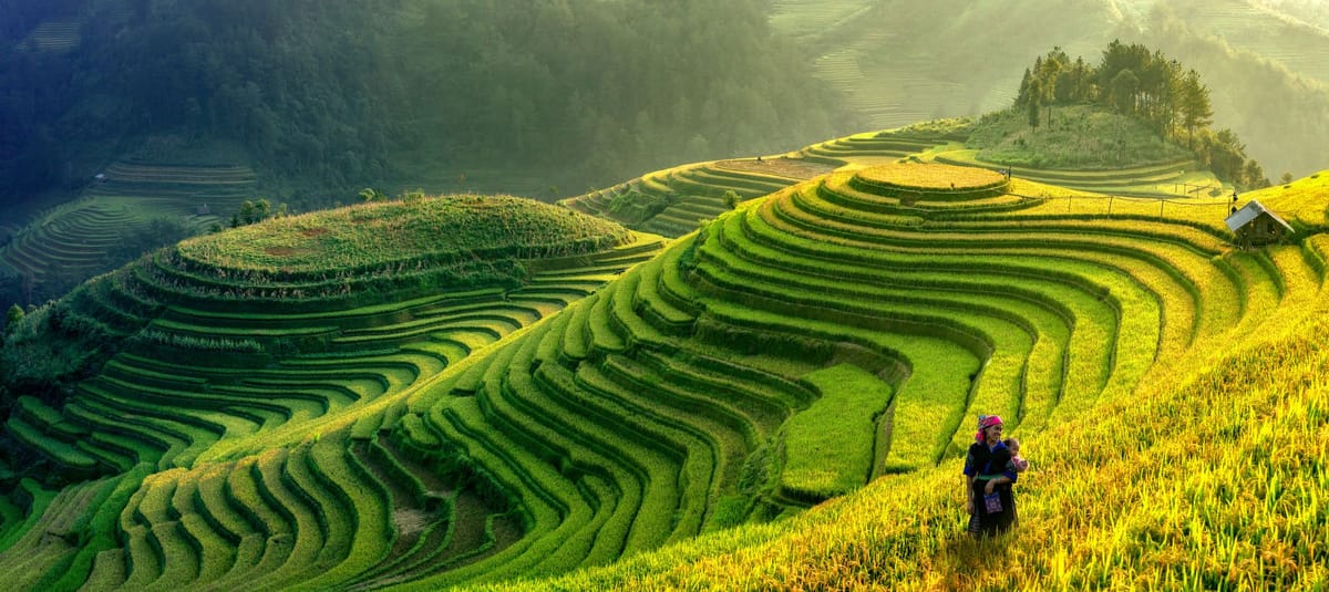Fields